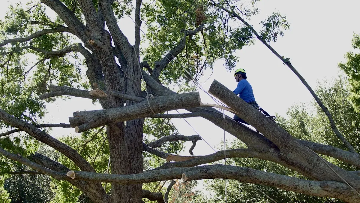 Professional Crown Thinning performed by certified arborists in Pine Lake